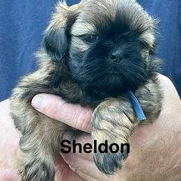 Sheldon - Black and tan male Shih Tzu puppy in Bloomfield, Indiana from Meihem Pups