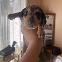 Gwen Stacy - Dapple female Dachshund puppy in Yuba City, California from The Navarro Furbabies