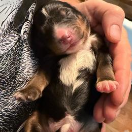 Rowan - Tri-color female Bernedoodle puppy in Campbellsville, Kentucky from Blue Belle Hills Bernedoodles