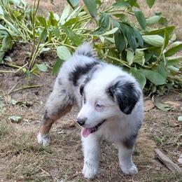 Waffle Cone - Blue merle male Miniature American Shepherd puppy in Keizer, Oregon from CG Mini Shepherds