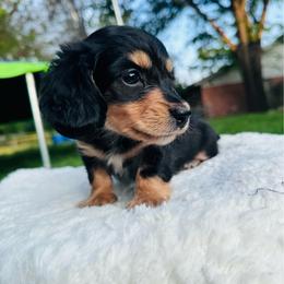 Zev (2,250) - Black and cream female Dachshund puppy in Burleson, Texas from Sarah’s Dachshies