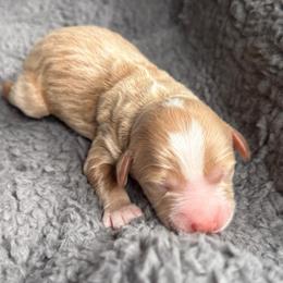 Cashmere - Apricot male Goldendoodle puppy in Pine Grove, California from Lundee Doodles