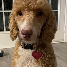 Cavapoos from Jalyse Garcia's Cavapoos