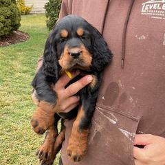 Red - Black and tan female Gordon Setter puppy in Gordonville, Pennsylvania from Blue Ribbon Setters