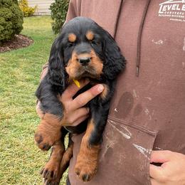 Red - Black and tan female Gordon Setter puppy in Gordonville, Pennsylvania from Blue Ribbon Setters