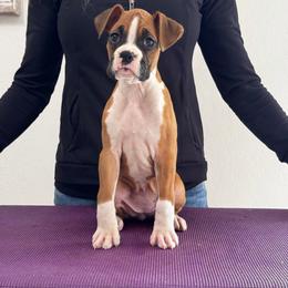 Glow - Fawn female Boxer puppy in Ocala, Florida from La Mer Boxers
