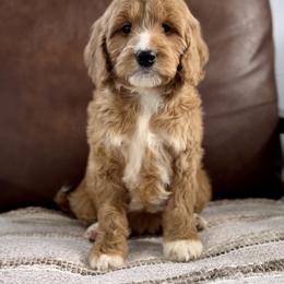 Orange - Red  female Goldendoodle puppy in St George, Utah from Doodle Bears of Southern Utah