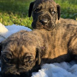 Doberman Pinscher and Great Dane Puppies from Draggin Dobermans & Great Danes