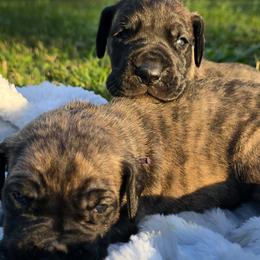 Doberman Pinscher and Great Dane Puppies from Draggin Dobermans & Great Danes