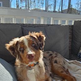 Australian Shepherd All Grown Up from Flowertown Aussies