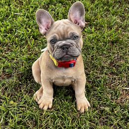 French Bulldog Puppies from Kuumaka Kanines