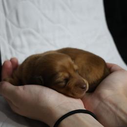 Jellybean (yellow collar) - Red female Dachshund puppy in Prospect, Oregon from Spunky Sausage Pups