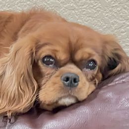 Maddie - Cavalier King Charles Spaniel