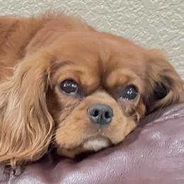 Maddie - Cavalier King Charles Spaniel