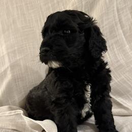 Double Doodle Puppies from Southern Sunshine Doodles 🩷