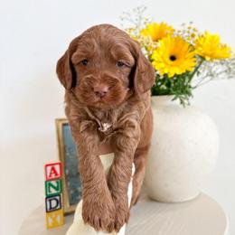 Bullseye - Caramel red male Australian Labradoodle puppy in Palmdale, California from Pixie Doodle Paws
