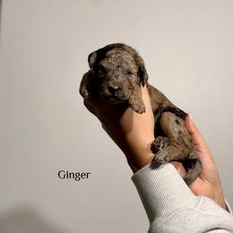 Ginger - Merle female Bernedoodle puppy in Pennsylvania from Bells Bernedoodles