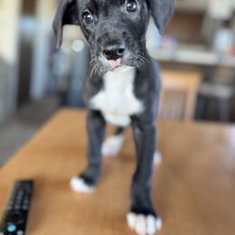 Daisy - Black and white female Great Dane puppy in Tehachapi, California from Doxies and Danes