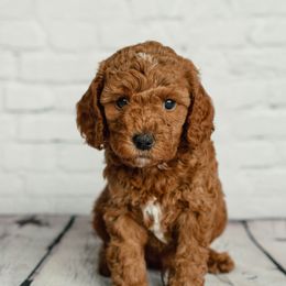 Cavapoo and Goldendoodle Puppies from Regal Doodles