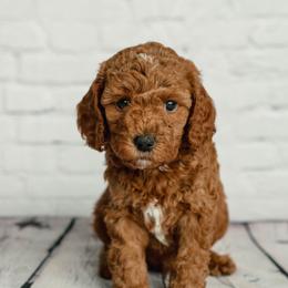 Cavapoo and Goldendoodle Puppies from Regal Doodles