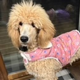 Poodles from South Pike Poodles