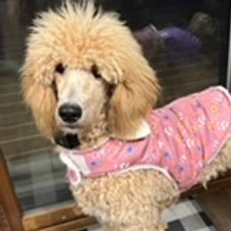 Poodles from South Pike Poodles