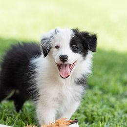 Border Collie Puppies from High Point Border Collies