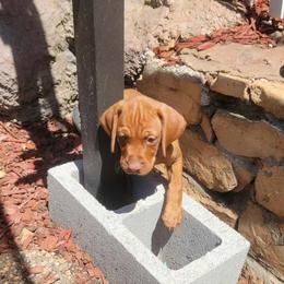 Vizsla Puppies from Clay's Vizsla