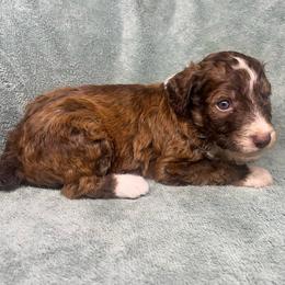 Boy 3 - Red male Aussiedoodle puppy in Alabama from SBA Aussies