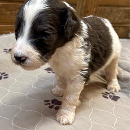 Zuli - female Newfypoo puppy in San Antonio, Texas from Mammoth Doodles