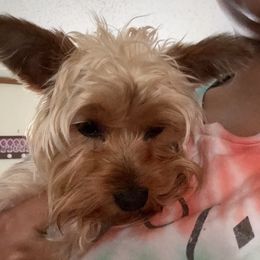 Yorkipoos and Yorkshire Terriers from Furry Friends