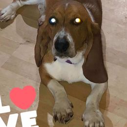 Cricket - Basset Hound