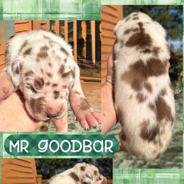 Mr Goodbar - Chocolate brindle male Great Dane puppy in Wellsville, New York from Prophecy Danes