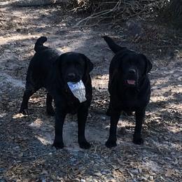 Labrador Retrievers from Beckwith Creek Labradors