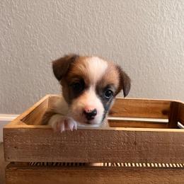 Lucy - Sable female Pembroke Welsh Corgi puppy in Arkansas from CanaanCorgis