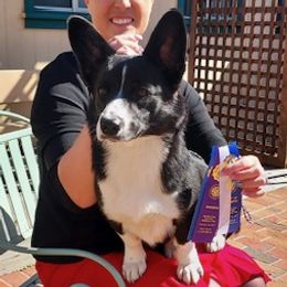 Jackie - Cardigan Welsh Corgi