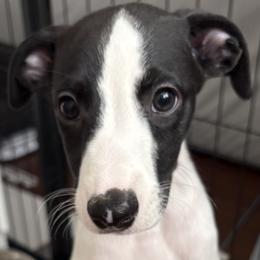 Baxter - White and black male Whippet puppy in Indian Harbour Beach, Florida from PyneTree Whippets