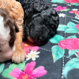 Girl 1 - Black female Goldendoodle puppy in Cocoa, Florida from The Beach Doodles
