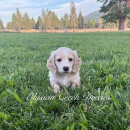 Dachshund Puppies from Elysian Creek Doxies