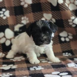 Boy 3 - Parti male Yorkshire Terrier puppy in Colton, Oregon from Yorkies & More R US