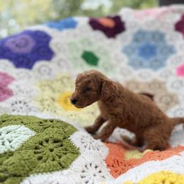 Kingsley - Red  male Goldendoodle puppy in Bentonville, Arkansas from Bentonville Doodles