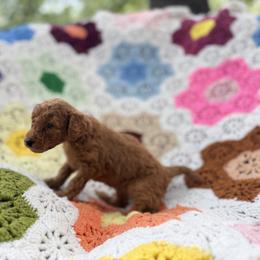 Kingsley - Red  male Goldendoodle puppy in Bentonville, Arkansas from Bentonville Doodles