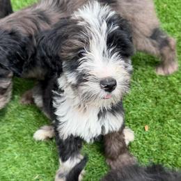 Boy 8 - Merle female Whoodle puppy in Sebastian, Florida from Perri’s Whoodles