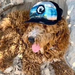 Goldendoodle All Grown Up from Island Doodle Co. - Goldendoodles Raised with Love