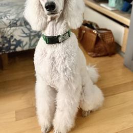 Poodle puppies from Dreamland Standard Poodles