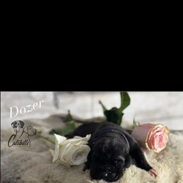 Dozer - Black and white male Great Dane puppy in Liberty, New York from Catskills Greatest Danes