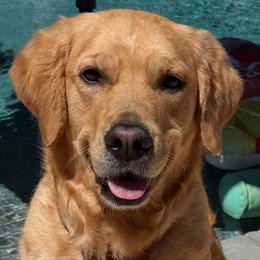 Roux - Golden Retriever