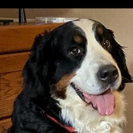 Denali - Bernese Mountain Dog