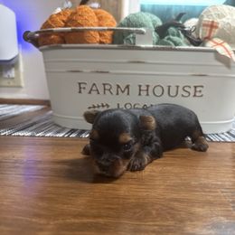 Left Girl - Black and tan female Yorkshire Terrier puppy in Boone, North Carolina from Coffeycup Yorkies