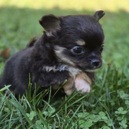 Bentley - Black and tan male Chihuahua puppy in Indianapolis, Indiana from London Rouge Chihuahuas